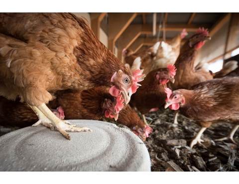 彰化縣年產億噸雞屎流向成問題 中央部會今下鄉找解方